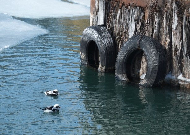 two long tailed ducks swimming in a patch of open water onLake Ontario, ice on lake in the background, two tires at the end of a dock are also in the picture