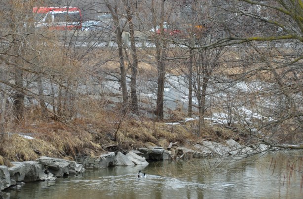 two ducks swimming in the Don River, with cars passing by on the Don Valley Parkway 