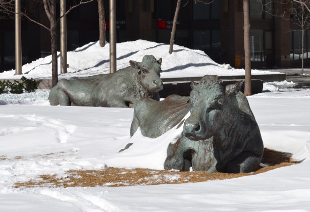 two sculptures of cows lying down, snow covered lawn, 