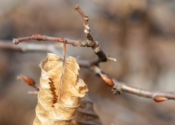 one dead leaf on a small branch that has need buds, spring time