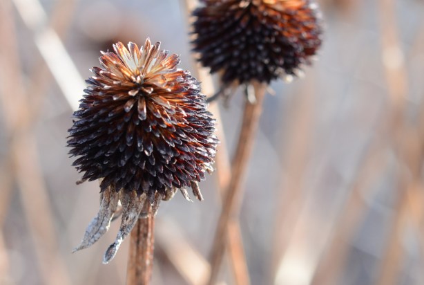 two dead conehead flowers, just brown prickly cone shaped part at the top, on tall dead brown stems,
