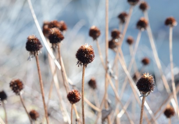 many dead plants with prickly cone shaped heads and stems, macro shot, those in front in focus, many out of focus in the background
