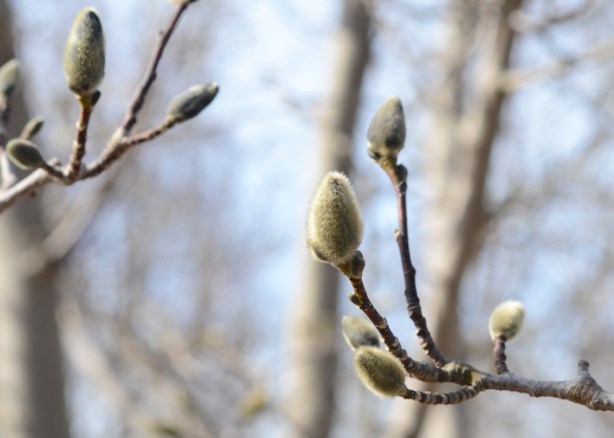 new buds on a tree, fuzzy greenish brown