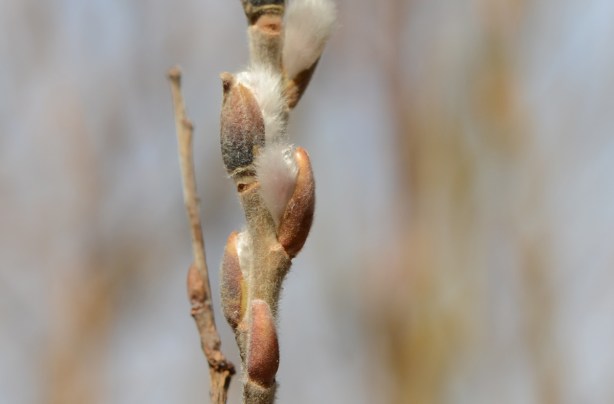 pussy willows on a branch, just opening up