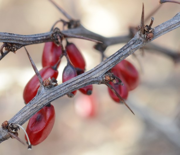 close up picture of small red berries on a thorny stem