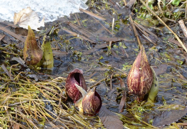 three skunk cabbage plants beginning to grow in the marshy areas at the edge of the snow, where the snow has just melted , a purplish bulb shaped plant