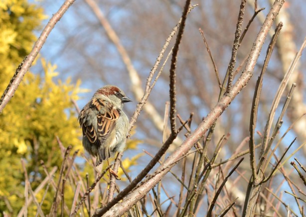 a little sparrow perched on a small branch of a shrub