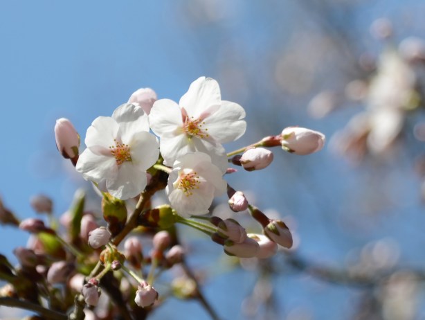 sakura cherry blossoms
