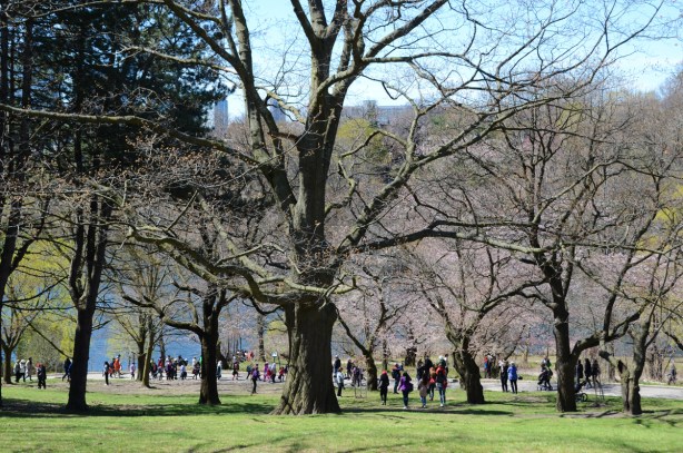 large trees in the park, people walking on the path on the other side of the trees, green grass, shadows, some blossoms on a couple of the trees 