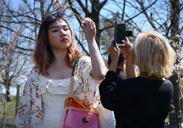 an Asian woman with a bright pink handbag holds a branch of a cherry tree in front of her face while another woman takes her picture with a phone. 
