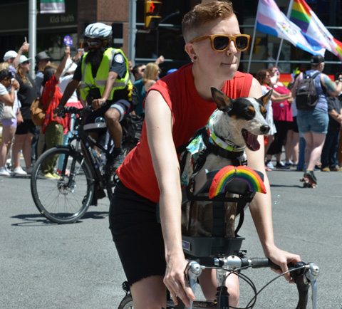a person riding a bike with a dog in the front basket