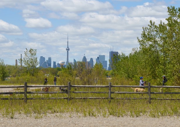 fence surrounding dog park, tall grasses, shrubs and trees in dog park, CN Tower and Toronto skyline in the distance, Woodbine Beach 