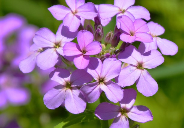 pink wild flowers 