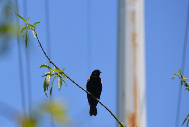 a red wing blackbird sits on a branch 