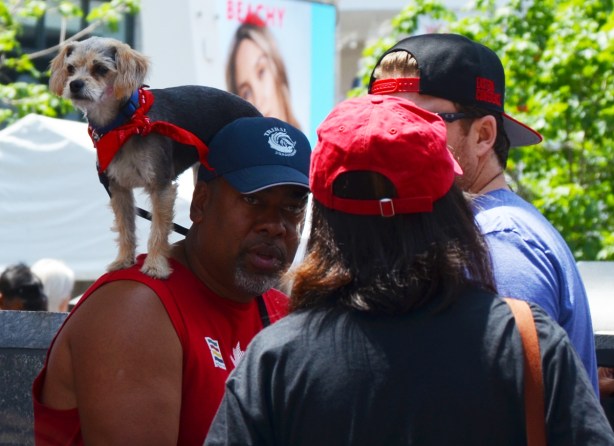 a small dog with a red scarf around its neck stands on a man's shoulders as he talks to another person
