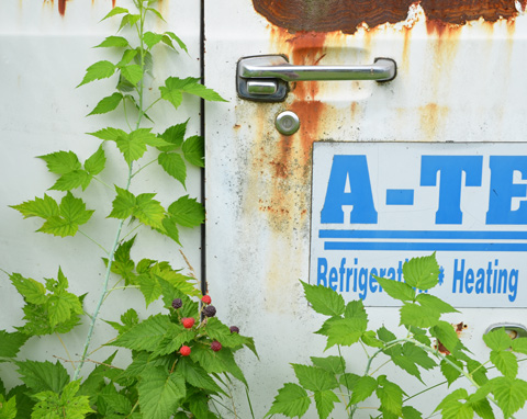 side of an old whhite vehicle, with raspberry bushes growing beside it 