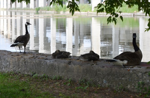 white concrete supports of the elevated Gardiner Expressway are reflected in the water of the Keating Channel while a family of Canada Geese sit on the bank