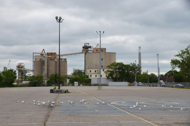 lots of sea gulls sitting on a parking lot behind Lafarge cement silos in the Port Lands 