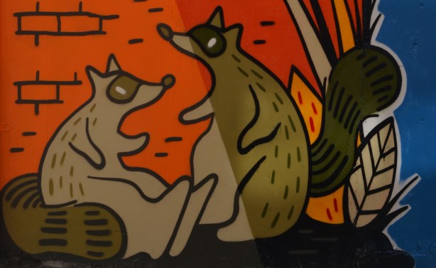two raccoons from a mural by Emily May Rose, 