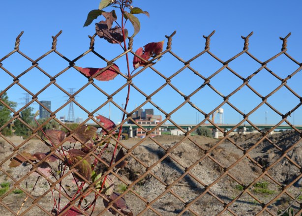 a plant grows up agains a chain link fence, pile of dirt and industrial buildings behind the fence 