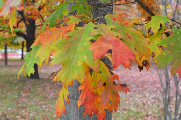 oak leaves in greens, yellows, reds, and oranges