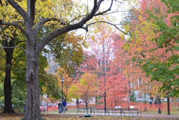 autumn trees in Queens Park including some pinkish coloured leaves
