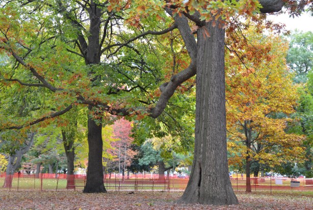 autumn trees in Queens Park
