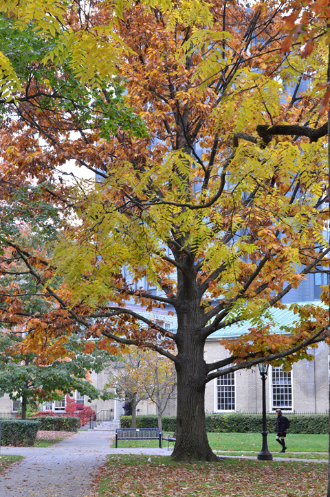 large tree in autumn colours on University of Toronto campus