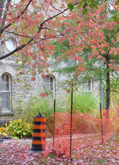 orange plastic fence, orange and black cone, and autumn trees in a corner of U of T campus