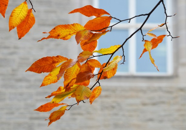 yellow and orange leaves in front of a grey stone building