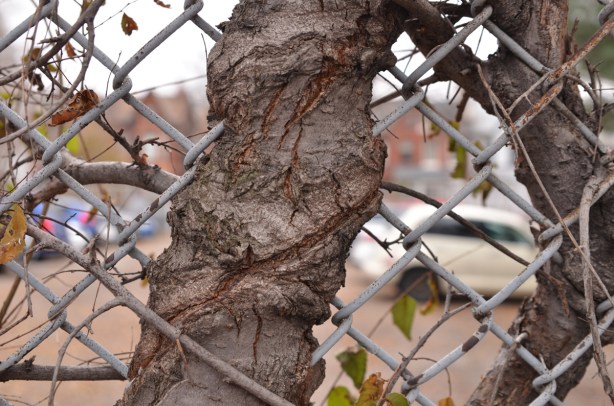 a tree has grown up around a chainlink fence so the fence is embedded in the tree 