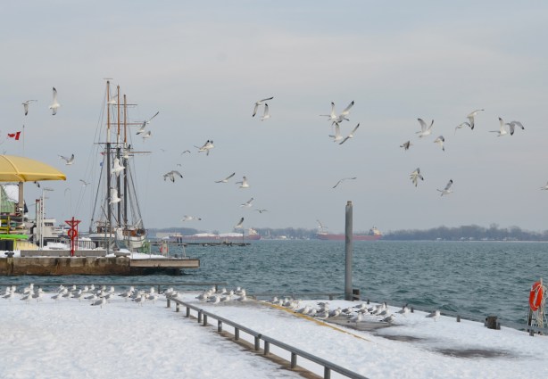 a large flock of sea gulls take flight beside Lake Ontario and in front of H T O beach