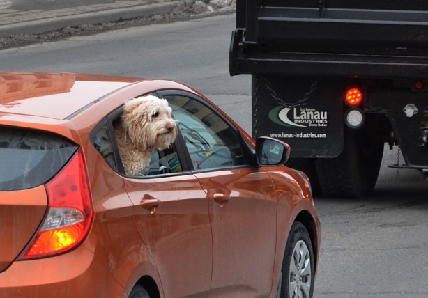 a long haired furry beige dog with its head out the front seat window of an orange car in traffic
