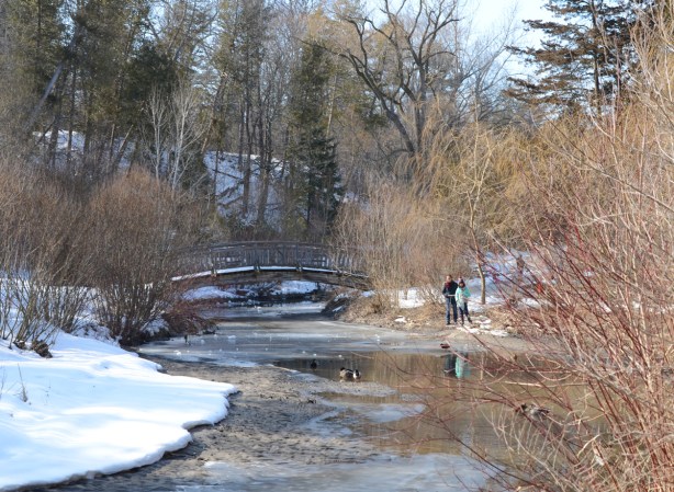 ducks on partially frozen river, small bridge in the distance, a mother and daughter waiting to feed the ducks