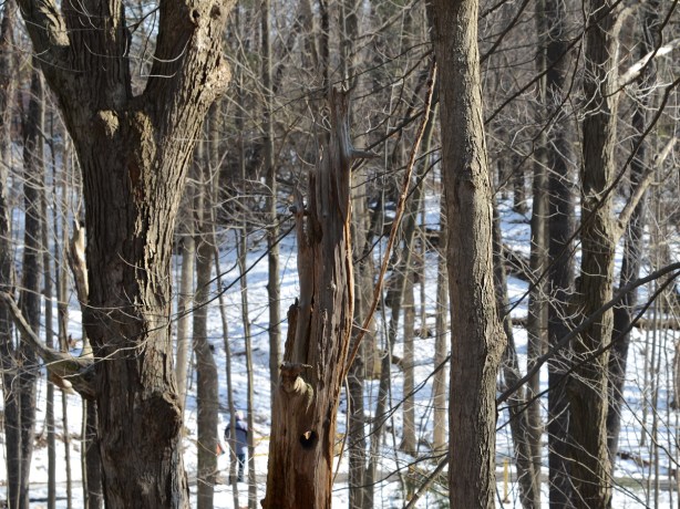 forest of trees in winter