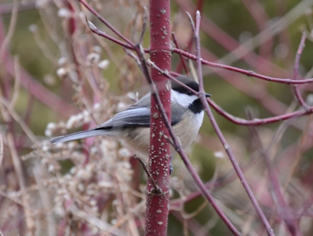 chickadee sitting in a red dogwood, early spring, bright red branches, no leaves