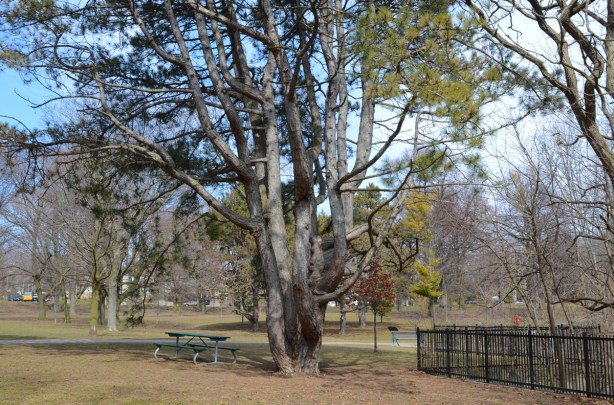 large old pine tree in chorley park