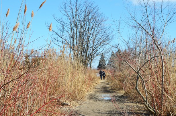 a couple walking together on a path at park, with tall grasses and leafless bushes beside