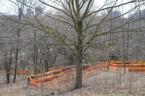 orange plastic fencing around site where a new path and trail are being made down the side of a hill with lots of trees, early spring, no leaves