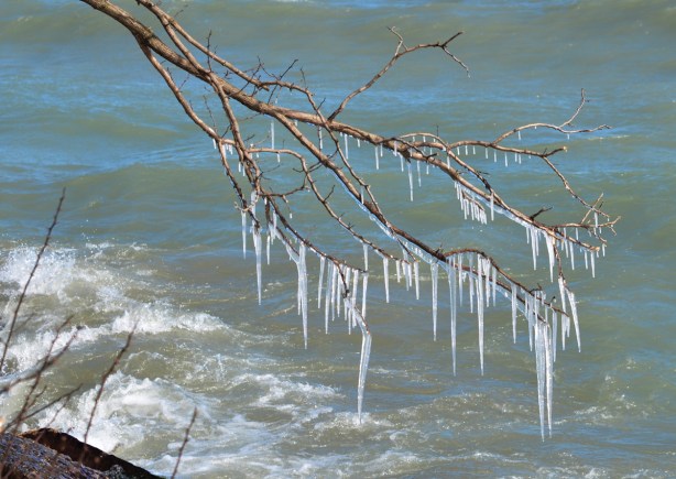 icicles on a branch that overhangs Lake Ontario 