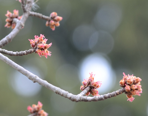 small clusters of pink buds at the end of branches and twigs on a tree