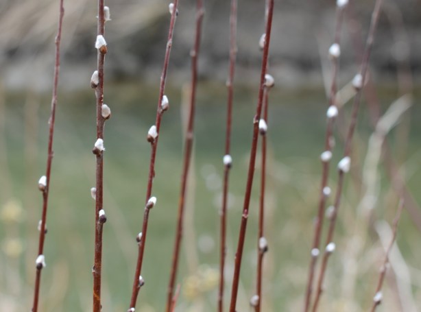 a few thin branches of pussy willow