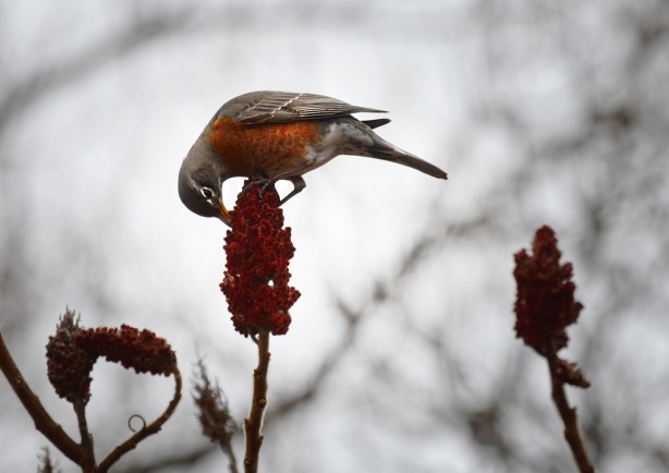 a robin perched on top of a cluster of sumach buds and is leaning over to eat one 