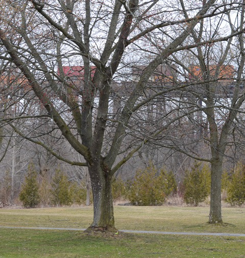 park and trees in the foreground, early spring, with train on bridge in background