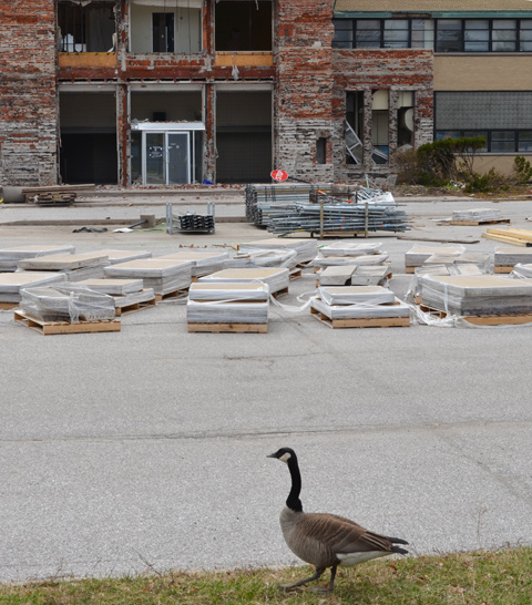solitary Canada goose walking on the grass beside the parking lot for old IBM building, demolition of one of the entrances in the background 