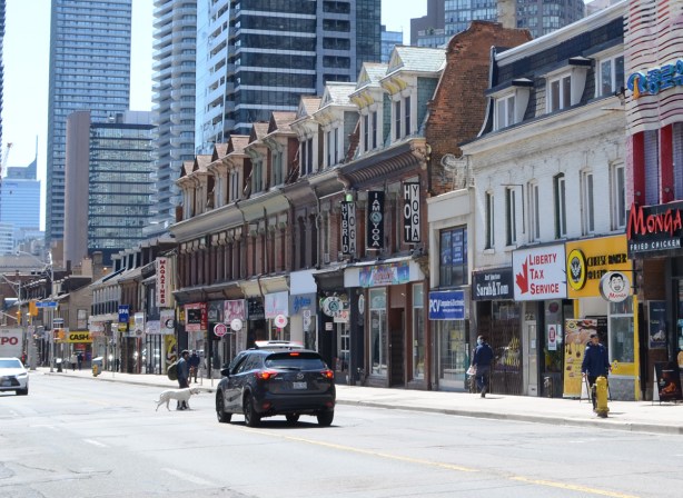 a car stops on Yonge street to let a man and his white dog cross the street 