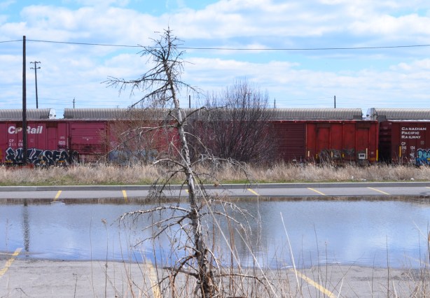 a small dead pine tree in front of a large puddle in a parking lot, a line of red boxcars behind it