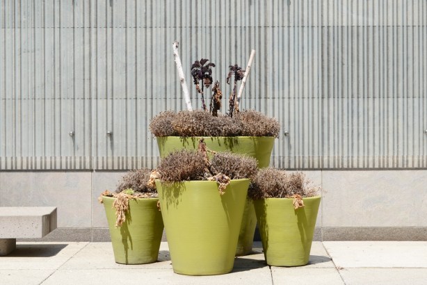 pale lime green planters in front of a concrete building, with dead plants in them. 