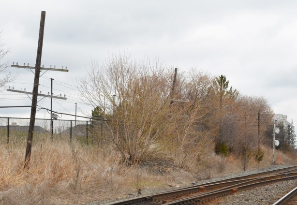 along the railway tracks, shrubs, and an old wood utility pole with glass knobs 