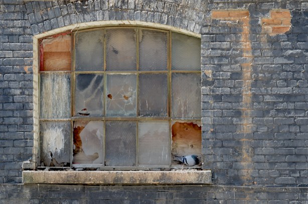 a slightly arched window in an old brick building. Some panes of glass are gone and holes boarded up with plywood. Other panes are cracked. A pigeon rests on the window ledge by a gap in the window 
